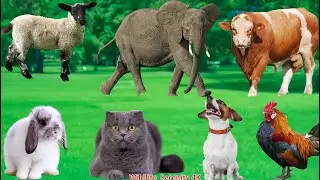 Familiar Animals: Goat, Sheep, Cow, Chicken, Rabbit, Cat, Pig, Dog - Animal Sounds