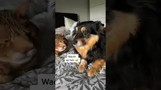 Deze filter is zo grappig bij een kat en een hond 😂🐕🐈 #tiktok #tiktokfilter #grappig #boerderijtv