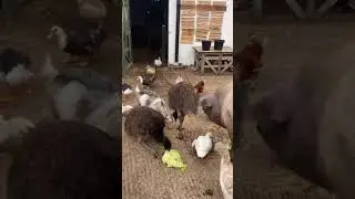 Greetings and good morning it&rsquo;s the Saturday rush hour #rushhour #farmrushhour #SaturdayThoughts