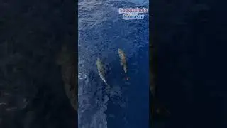 Dancing Dolphins