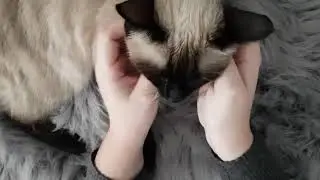 Relaxing Cat Purring ASMR | Soft Scratches for Sleep