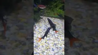 Beautiful Red tail shark🐠🎏🥰#shorts #redtail