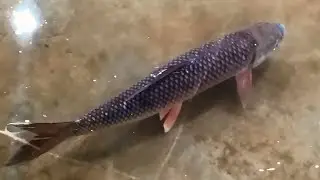 Birthday party for fish cutting in Market! बर्थडे के लिए मछली कटिंग। #viral #fishing #youtube 