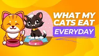 What My Cats Eat in a Day: Healthy Cat Meal Routine & Feeding Tips