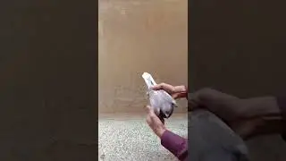 Red checker Racer | Kabuter short video | Racing Homer Pigeon | Racer ki pehchan