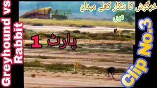 hare coursing with dogs 2021 | greyhound dog race in Punjab | Part 1