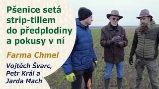 Ozimá pšenice – po hrachu v suchém podzimu – Farma Chmel. Vojtěch Švarc, Petr Král a Jarda Mach.