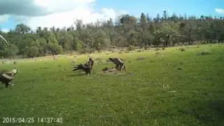 wedge-tail eagle with a fox by the tail