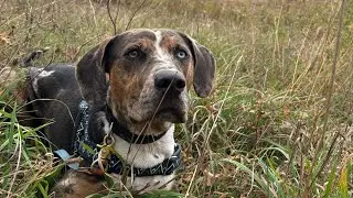 BASIC EQUIPMENT - how to put on a Harness and Gentle Leader. Bonus: Leashes - recommended & uses