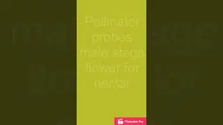 Salvia pratensis - Staminal Lever Mechanism