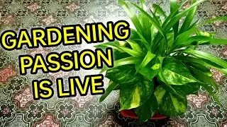 Gardening Passion is live |Talk about gardening tips and care #08sep2025