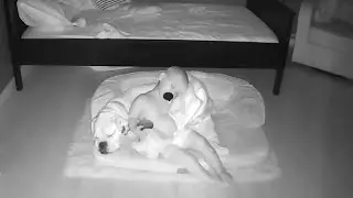 Il bambino preferisce la compagnia del cane alla comodità del letto