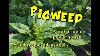 Pigweed Facts and Recipes!