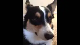 Funny corgi ears and the great string cheese incident
