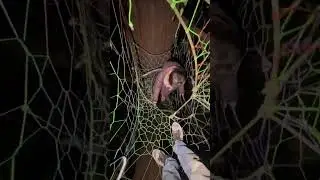 Climbing down after a long day of weaving. #treenet #spacenet #treehouse #web #spider #rope #art