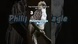 Rare & Beautiful Species 🦅🐦 #shorts
