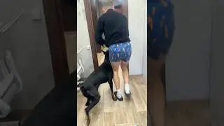 Было ? 🙈 #dog #собака #собаки #доберман #собачники
