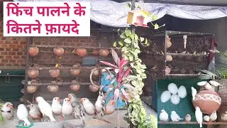 How beneficial is finch birds keeping | फ़िंच पालना कितना फ़ायदेमंद है