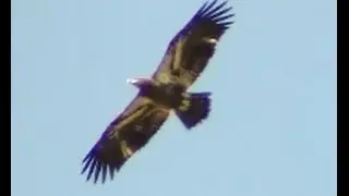Bald Eagle mating rituals/courtship rituals