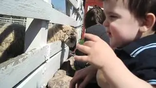 Johnny at Springdale Farm