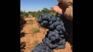 Grapes farm at vindemia 🇪🇸