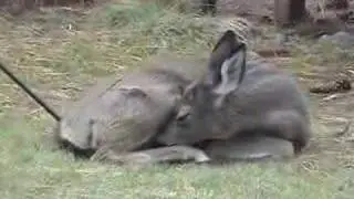 Sleepy Deer in the Yard