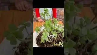Plants poisonous for pets and kids #plantspoisonousforhumans #plantspoisonousfordogs