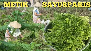 BERBURU SAYUR PAKIS BUAT OLEH OLEH