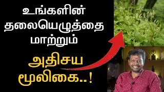 தலையெழுத்தை மாற்றும் அபூர்வ மூலிகை..!#sadhguru #herbal #மூலிகை #mooligai  @SadhguruSaiCreationsyoutube1M
