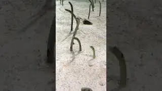🫧🫧🫧​The Underwater Prairie #seafish #shorts #shortsviral #shortsvideo #colorfulfish #oceanlife #fish