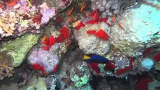 Mar Rosso - Profondo sud 04 - Autore: Stefano Bracci