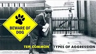 All you need to know about Dog Aggression !