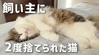 2度飼い主に捨てられた猫【サイベリアン】