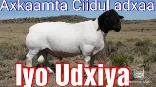 Axkaamta Ciidul Adxaa iyo Udxiyada