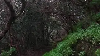 Desweef-Still Green