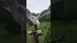 Greedy Gull
