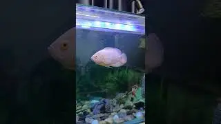 Mogambo & Gabbar 😍 #oscarfish #aquaticworld #exoticaquariumfish #fish #fishspecies #reels #viral