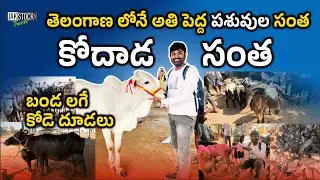 తెలంగాణ లోనే అతి పెద్ద పశువుల సంత | Kodad Pasuvula Santha | JakstockTravel | BJ - 4k