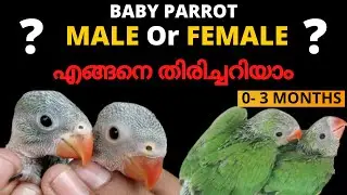 3 മാസത്തിൽ താഴെയുള്ള തത്തക്കുഞ്ഞ് ആണോ പെണ്ണോ എന്ന് തിരിച്ചറിയുന്നതെങ്ങനെ Identify Baby Parrot Gender