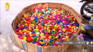 Many Coloured chicken Baby | Coloured Chicks | Baby Chicken | Fish Cutting Chicks 🐓🐓🐓🐓🐓🐓🐓🐓
