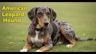 American Leopard Hound: The Spotted Hunting Dog You Need to Know