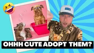Adopt a furry friend: Cute Guinea Pigs available