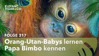 Affen-Papa Bimbo trifft erstmals auf seine Kinder (Folge 317) | Elefant, Tiger & Co. | MDR