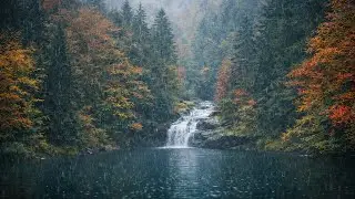 Peaceful Rain & Forest Scenery | Relaxing Music for Sleep and Stress Relief