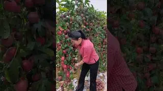 Enjoy Beautiful Nature Life🍎🥝🍊🍓🍉🍒 #nature #fruit #satisfying