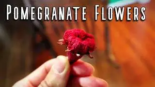 POMEGRANATES - A Fruit That is Celebrated in Turkey (and how to use the flowers)
