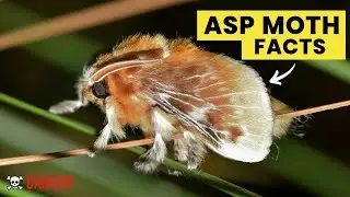 Asp Moth Facts &mdash; Nature&rsquo;s Colorful Nighttime Wonder 🦋🌙