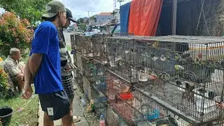 Ngombyok yuk di lapak om jidan pasar burung kertasemaya indramayu