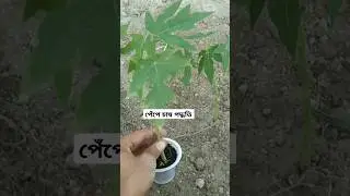 The correct rules for planting papaya seedlings..pepe cara Ropon #pepe #papaya #papayacultivation #rayansfarm