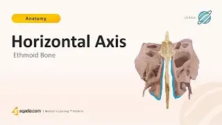 Ethmoid Bone | Horizontal Axis | Cribriform plate, perpendicular plate, labyrinths Anatomy
